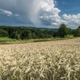 Landschaft an der Wiehltalsperre Weizenfeld vor bewaldeter Hügellandschaft unter dramatischem Himmel mit dichten Wolkenformationen.