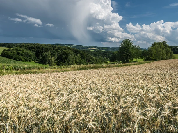 Landschaft an der Wiehltalsperre Weizenfeld vor bewaldeter Hügellandschaft unter dramatischem Himmel mit dichten Wolkenformationen.