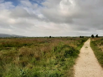 Ein sandiger Pfad führt durch das weite, grasbewachsene Großes Torfmoor unter bedecktem Himmel.