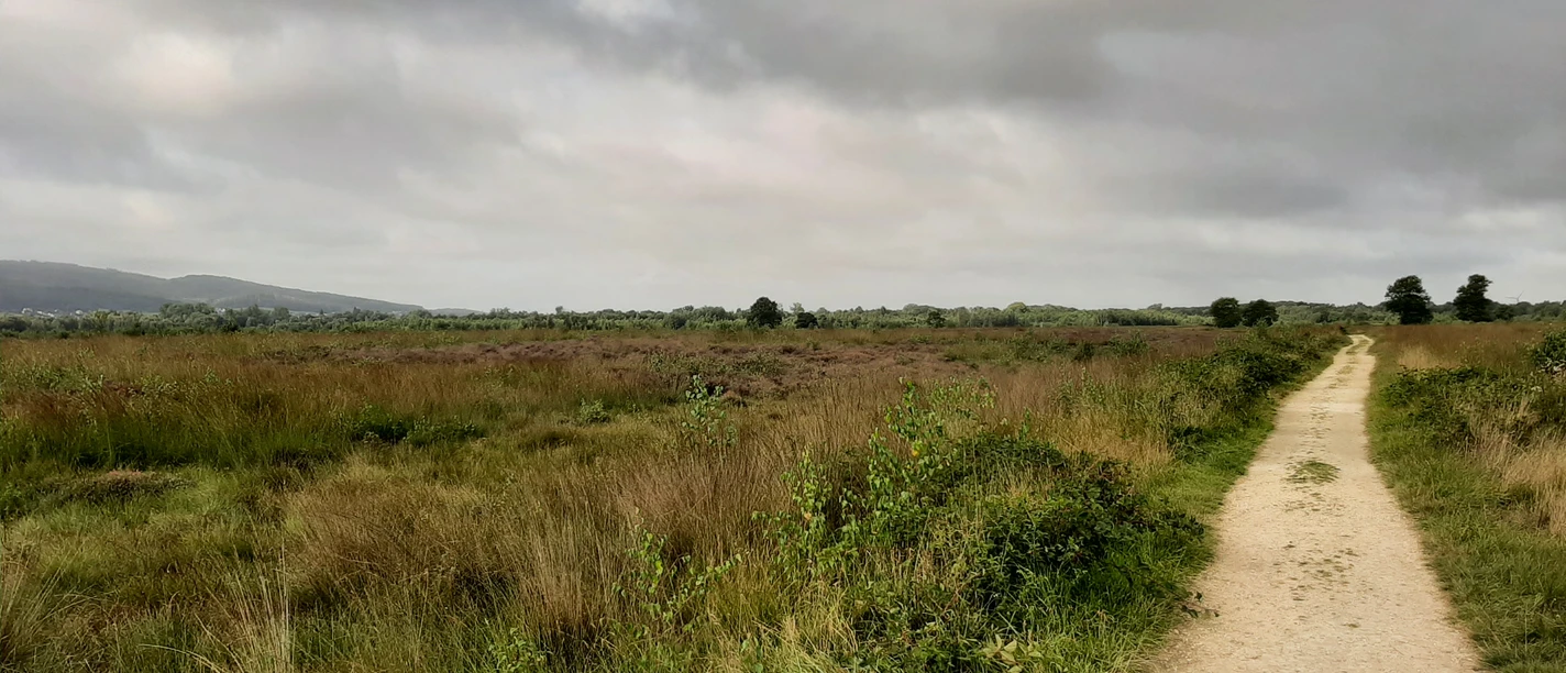 Ein sandiger Pfad führt durch das weite, grasbewachsene Großes Torfmoor unter bedecktem Himmel.