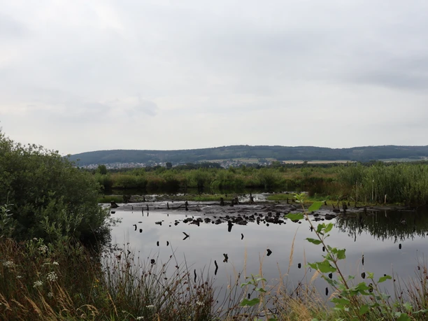 Das Bild zeigt ein ruhiges, weitläufiges Moor mit spiegelndem Wasser, umgeben von dichter Vegetation und einer sanften Hügelkette im Hintergrund.