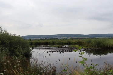 Großes Torfmoor Das Bild zeigt ein ruhiges, weitläufiges Moor mit spiegelndem Wasser, umgeben von dichter Vegetation und einer sanften Hügelkette im Hintergrund.