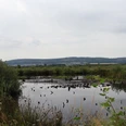 Großes Torfmoor Das Bild zeigt ein ruhiges, weitläufiges Moor mit spiegelndem Wasser, umgeben von dichter Vegetation und einer sanften Hügelkette im Hintergrund.