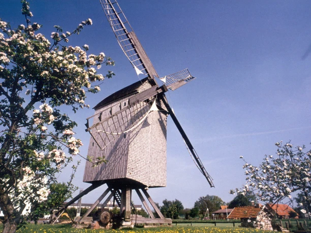 Bockwindmühle Wehe (Frühling).jpg Historische Bockwindmühle in blühender Frühlingslandschaft mit klarem blauen Himmel im Hintergrund.