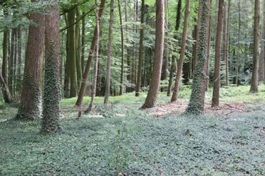 Stemweder Berg Laubwald im Stemweder Berg mit dichtem grünen Unterholz und Bäumen, die von Sonnenlicht bestrahlt werden.
