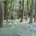 Stemweder Berg Laubwald im Stemweder Berg mit dichtem grünen Unterholz und Bäumen, die von Sonnenlicht bestrahlt werden.