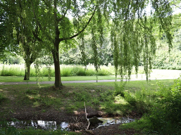 Kurpark Rothenuffeln Sanft schattige Weidenbäume hängen über einem kleinen Bach, der durch eine grüne Parklandschaft fließt.