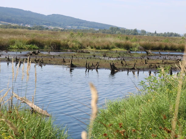 Lübbecke_Großes Torfmoor_Lübbecke Marketing - Kopie.JPG Eine weitläufige Moorlandschaft mit Wasserflächen und alten Baumstümpfen, umgeben von Hügeln.
