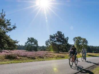 Radfahren im Paderborner Land | Senne bei Hövelhof Radfahren im Paderborner Land | Senne bei Hövelhof