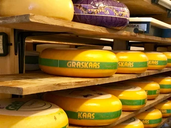 Käseleckerland_3874.jpg Käselaibe auf Regalbrettern
