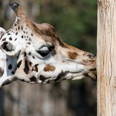 Giraffe im Zoo Leipzig - Tierisches Leipzig