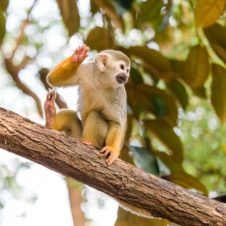 Affe aus dem Zoo Leipzig - Freizeit in Leipzig