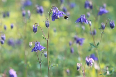 Blühende Aklelei Lila Blüten der Aklelei in voller Blüte mit einer Biene im Anflug, auf einer grünen Wiese.