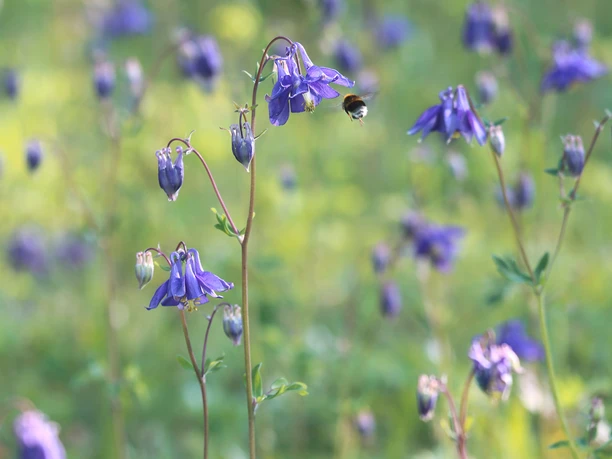 Blühende Aklelei Lila Blüten der Aklelei in voller Blüte mit einer Biene im Anflug, auf einer grünen Wiese.