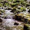 Froschblick auf den Bachlauf, Steine mit Moos bedeckt