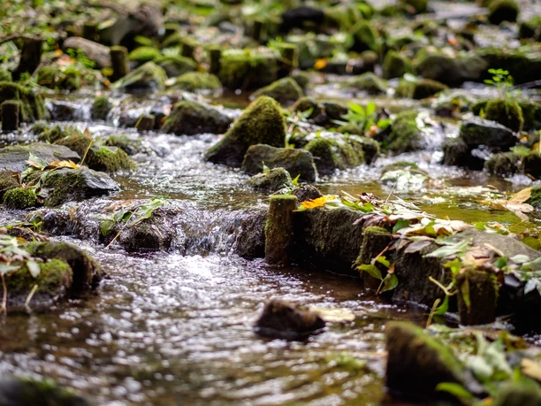 Bach im Kurpark Vlotho Froschblick auf den Bachlauf, Steine mit Moos bedeckt