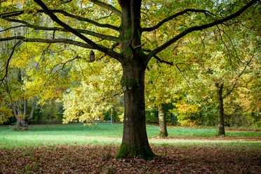 Großer Baum, im unteren Bereich kaum Äste