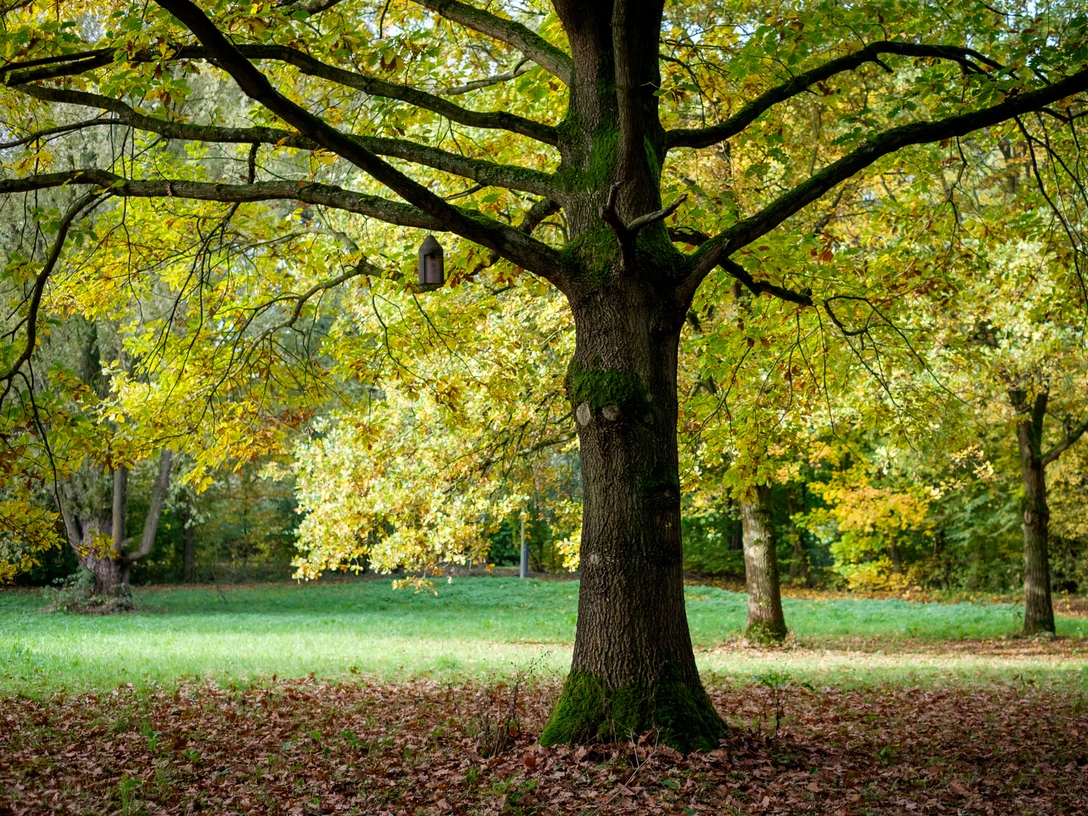Kurpark Vlotho Großer Baum, im unteren Bereich kaum Äste