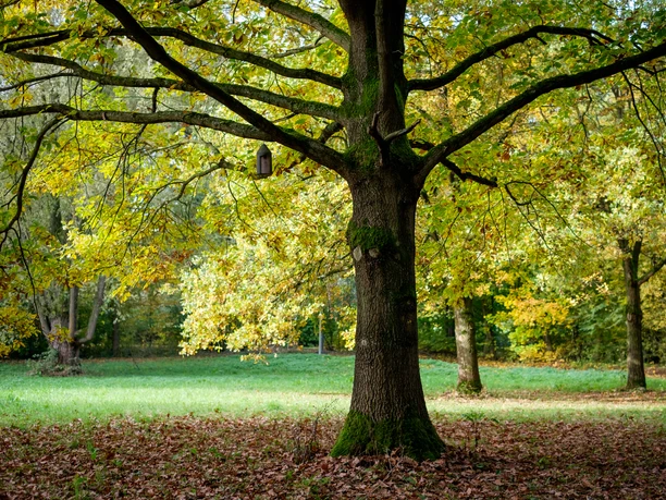 Kurpark Vlotho Großer Baum, im unteren Bereich kaum Äste