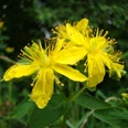 Symbolbild: Blumen am Wegesrand Gelbe Johanniskrautblüten in voller Blüte, umgeben von grünem Laub, vor unscharfem, natürlichen Hintergrund.