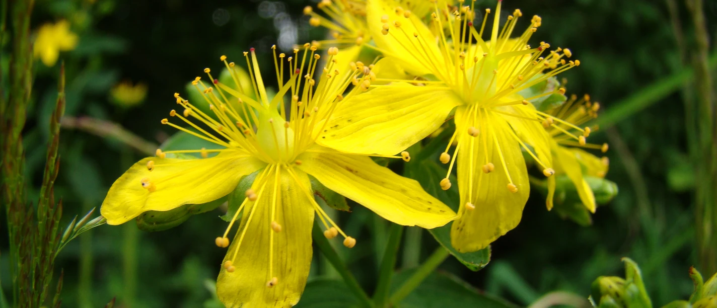 Symbolbild: Blumen am Wegesrand Gelbe Johanniskrautblüten in voller Blüte, umgeben von grünem Laub, vor unscharfem, natürlichen Hintergrund.