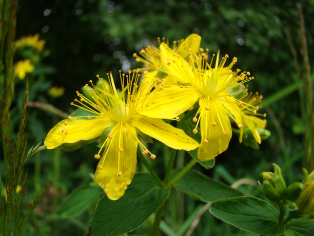 Symbolbild: Blumen am Wegesrand Gelbe Johanniskrautblüten in voller Blüte, umgeben von grünem Laub, vor unscharfem, natürlichen Hintergrund.
