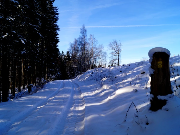 Ziel des Zuweges: Etappe 8 Bergischer Panoramasteig Schneebedeckter Waldweg bei Sonnenschein, gesäumt von hohen Bäumen und einer schneebedeckten Wegmarkierung.