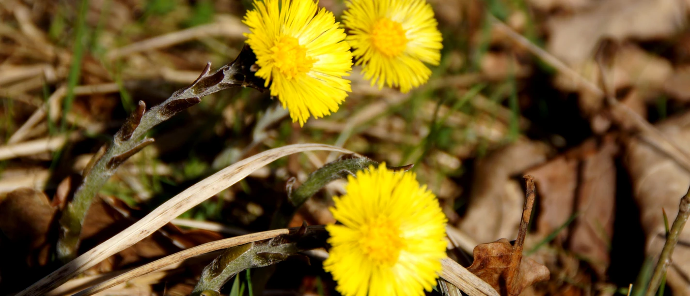 Frühlingsblumen am Wegesrand Vier gelbe Huflattichblüten stehen in der Frühlingssonne zwischen grünen Gräsern und trockenen Blättern.