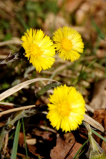 Frühlingsblumen am Wegesrand Vier gelbe Huflattichblüten stehen in der Frühlingssonne zwischen grünen Gräsern und trockenen Blättern.