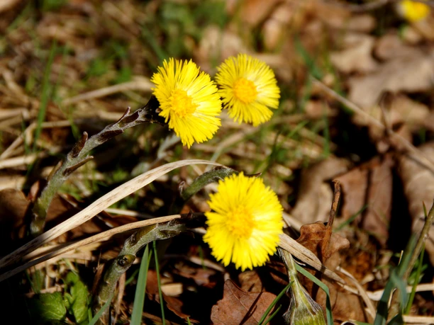 Frühlingsblumen am Wegesrand Vier gelbe Huflattichblüten stehen in der Frühlingssonne zwischen grünen Gräsern und trockenen Blättern.