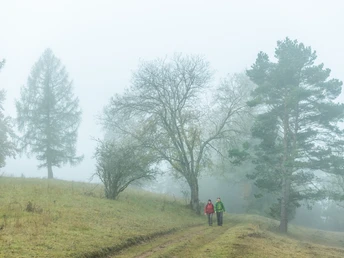 Mystische Stimmung bei Morgennebel auf dem Schneifelpfad in der Schönecker Schweiz