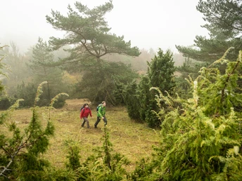 Durch Wacholderbüsche wandern auf dem Schneifelpfad, Schönecker Schweiz