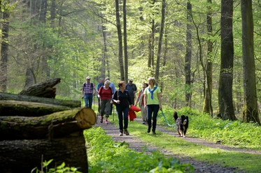 Wanderer spazieren auf einem Waldweg, umgeben von hohen Bäumen und frischem Frühlingsgrün.