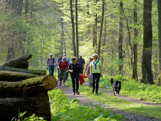 Wanderer spazieren auf einem Waldweg, umgeben von hohen Bäumen und frischem Frühlingsgrün.