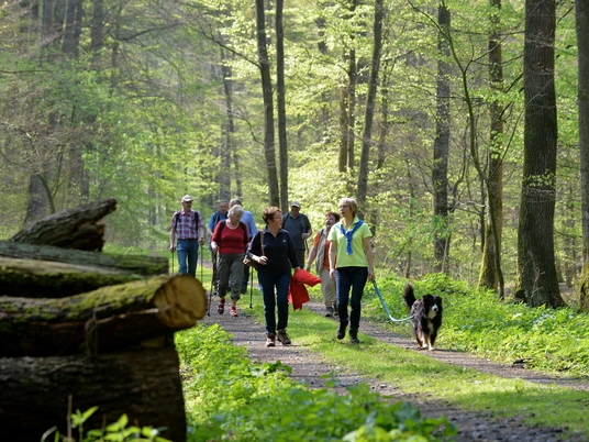 Merschetal Wanderer spazieren auf einem Waldweg, umgeben von hohen Bäumen und frischem Frühlingsgrün.