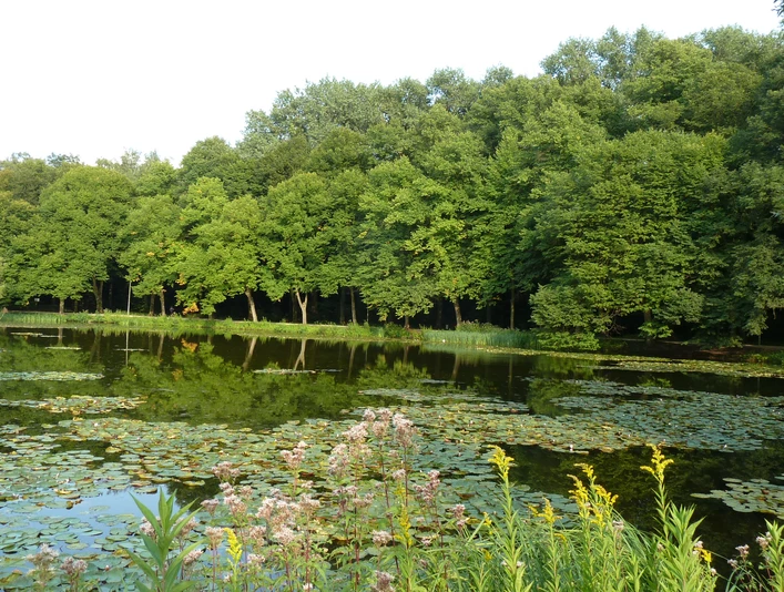 Teichlandschaft mit Seerosen umgeben von üppigem Wald, ruhige Wasserfläche, Natur pur.