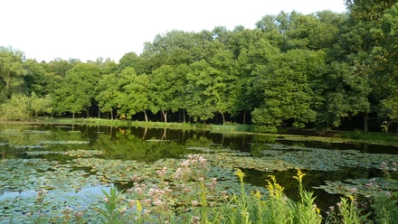 Naherholungsgebiet Fischteiche Teichlandschaft mit Seerosen umgeben von üppigem Wald, ruhige Wasserfläche, Natur pur.