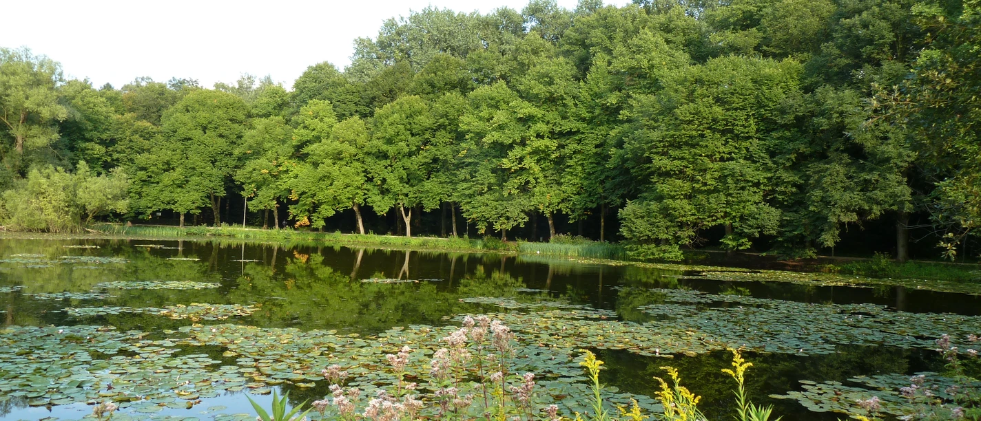Naherholungsgebiet Fischteiche Teichlandschaft mit Seerosen umgeben von üppigem Wald, ruhige Wasserfläche, Natur pur.