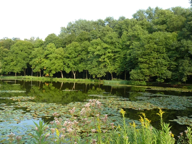 Naherholungsgebiet Fischteiche Teichlandschaft mit Seerosen umgeben von üppigem Wald, ruhige Wasserfläche, Natur pur.