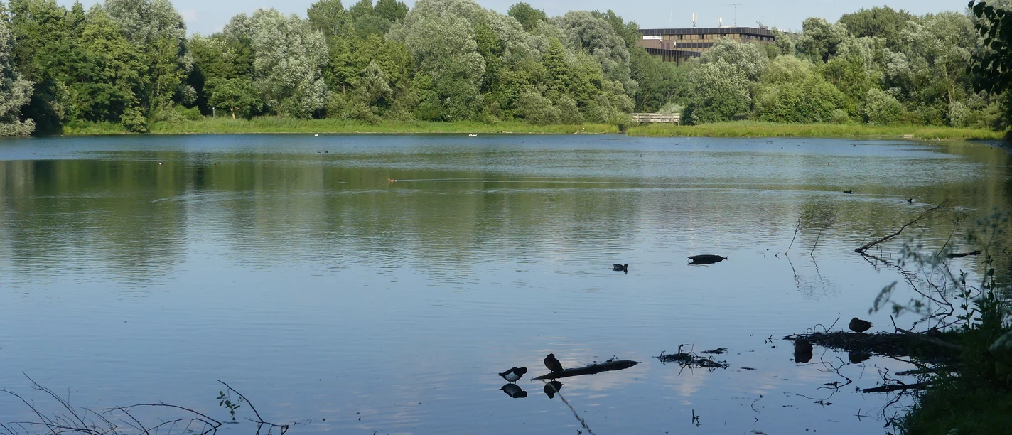 Teich mit Enten, umgeben von grünen Bäumen. Im Hintergrund sieht man das Museumsforum-Gebäude.