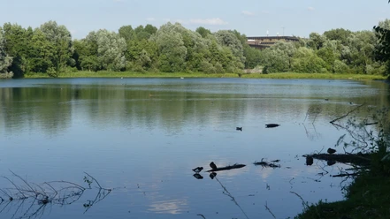 Padersee mit HeinzNixdorf MuseumsForum Teich mit Enten, umgeben von grünen Bäumen. Im Hintergrund sieht man das Museumsforum-Gebäude.