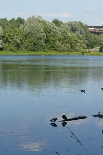 Padersee mit HeinzNixdorf MuseumsForum Teich mit Enten, umgeben von grünen Bäumen. Im Hintergrund sieht man das Museumsforum-Gebäude.