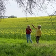 Rapsfeld im Despental Zwei Frauen stehen vor einem blühenden Rapsfeld im Despental unter einem Baum.