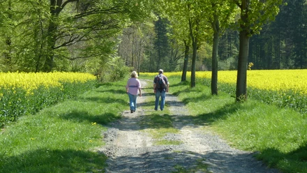 Alter Pilgerweg Zwei Menschen wandern im Frühling entlang eines von Bäumen gesäumten Weges, flankiert von Rapsfeldern.