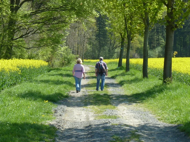 Alter Pilgerweg Zwei Menschen wandern im Frühling entlang eines von Bäumen gesäumten Weges, flankiert von Rapsfeldern.