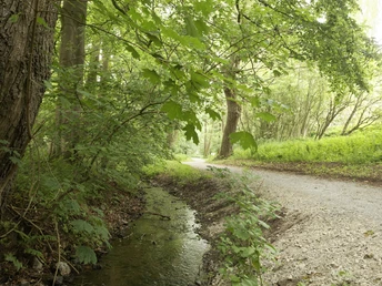 Bach im Barntruper Stadtwald CC BY-SA - LTM.jpg