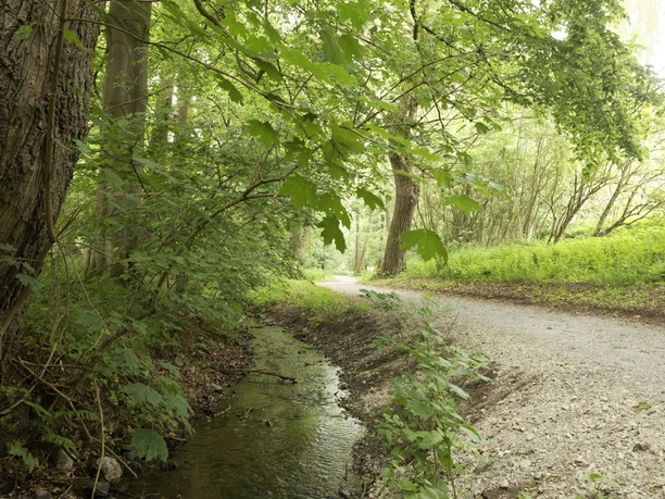 Bach im Barntruper Stadtwald CC BY-SA - LTM.jpg