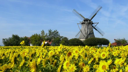 Mühle Destel Historische Mühle mit drehenden Flügeln steht hinter einem weiten, blühenden Sonnenblumenfeld.