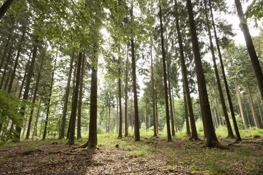 Buchenwald Barntruper Stadtwald CC BY-SA - LTM.jpg