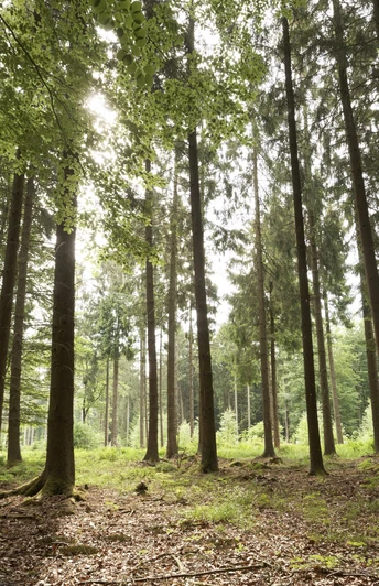 Buchenwald Barntruper Stadtwald CC BY-SA - LTM.jpg